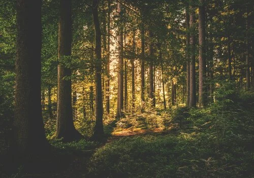 bild på skog